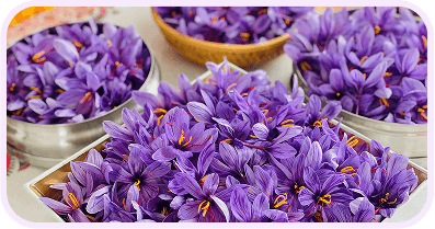 Saffron flowers